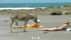 لطيف, فلم جنس جزائري ...